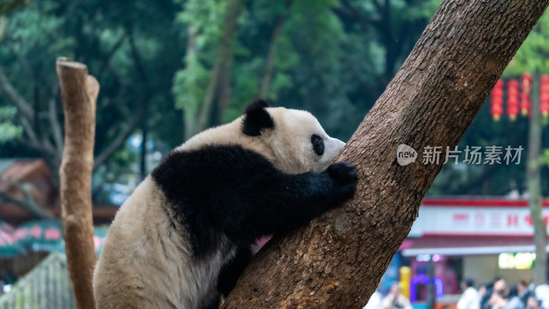 爬树的大熊猫