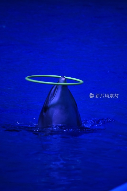 海豚表演瞬间