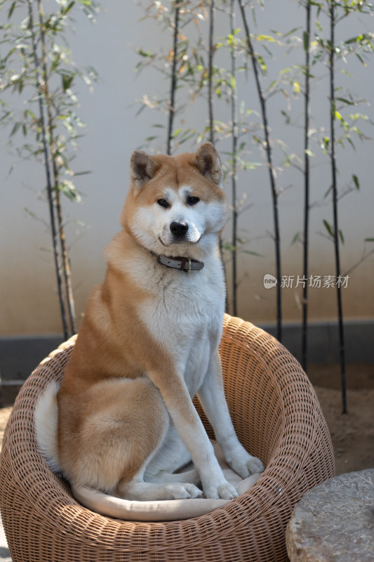 秋田犬特写