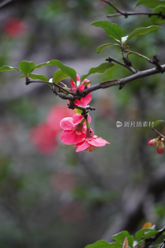 粉色海棠花特写