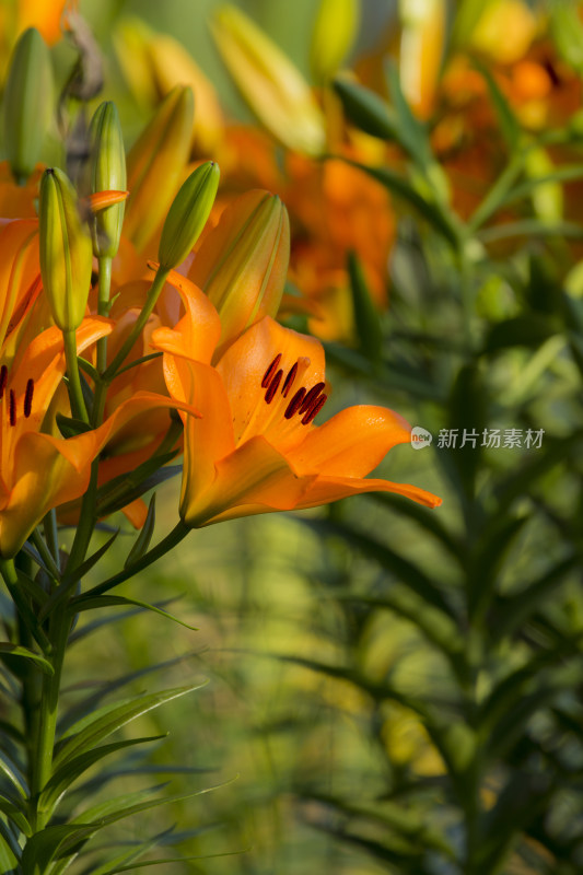 芬芳漂亮百合花