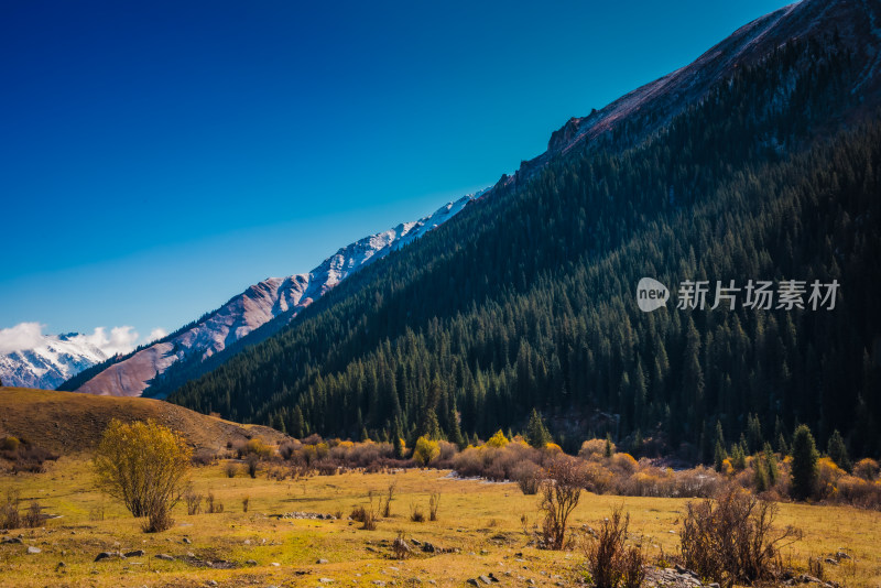 新疆天山山脉雪山河谷牧场自然风景