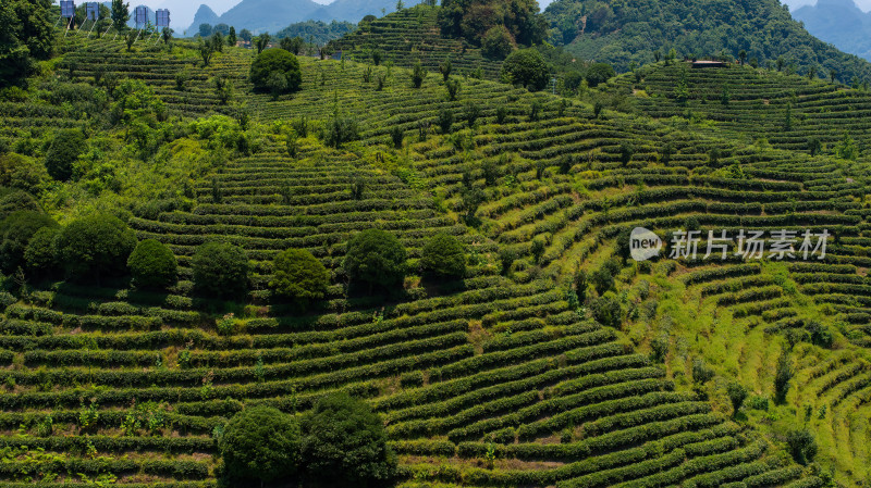 茶叶茶山茶艺茶园采茶茶红茶绿茶春茶茶叶茶