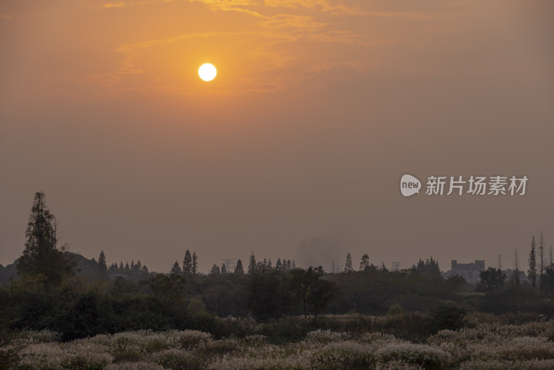 杭州良渚古城遗址公园秋天芦苇日落美景