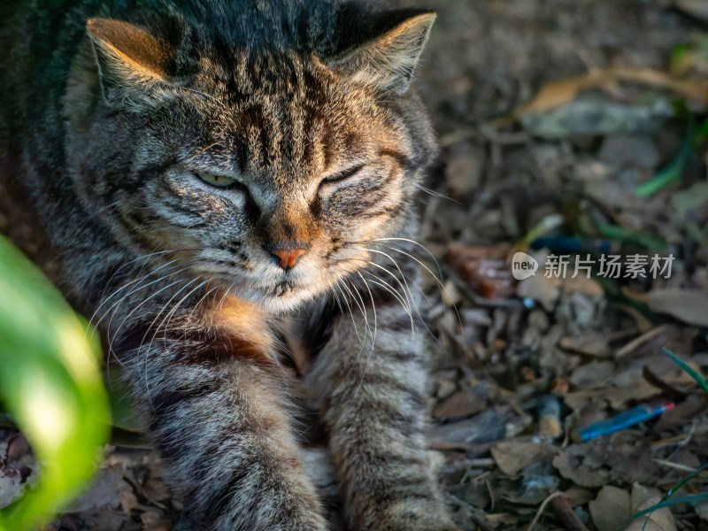 狸花猫伸懒腰