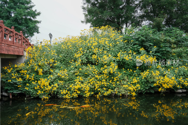 北京圆明园公园盛开的菊花