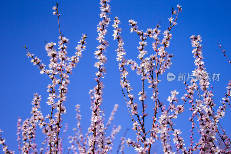 夏日的花草