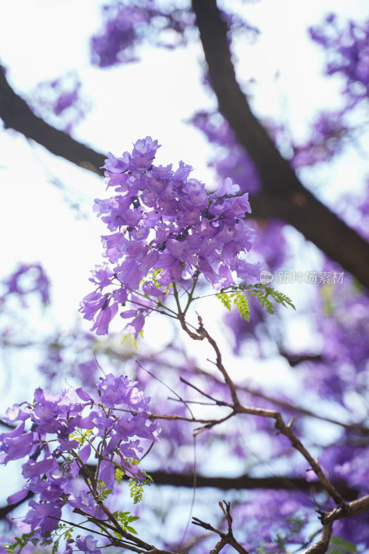 昆明蓝花楹盛开