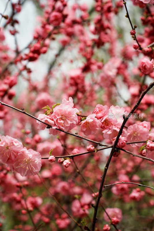 北京四得公园桃花树桃花