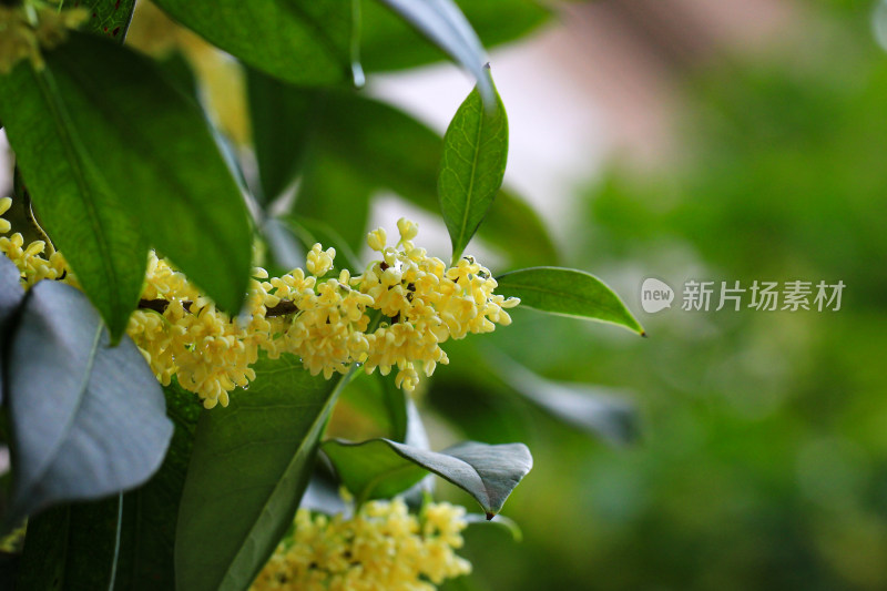 金桂花枝背景素材