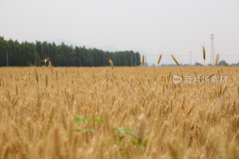 麦田麦子地成熟的小麦