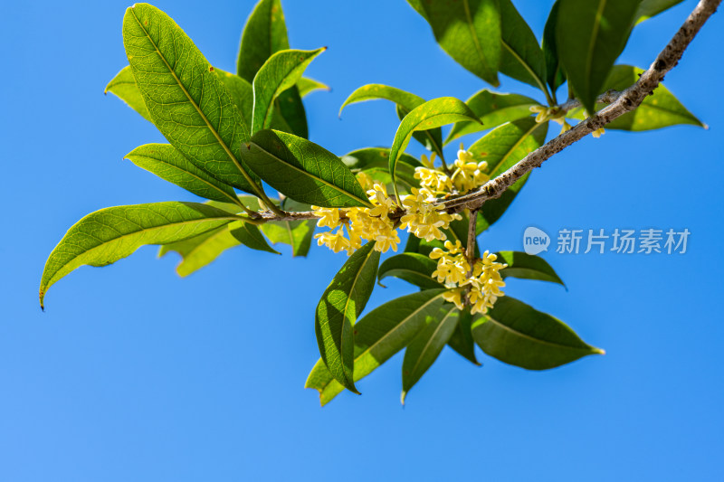 秋天阳光下盛开的丹桂桂花黄色的花簇