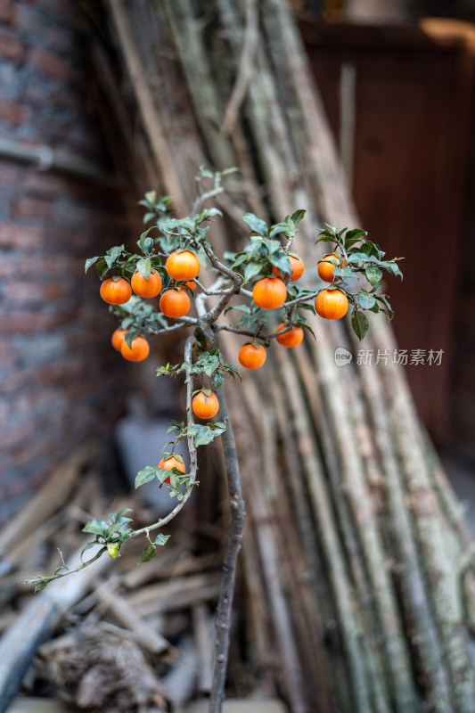 橘子树特写 满树橘子点缀绿叶生机勃勃