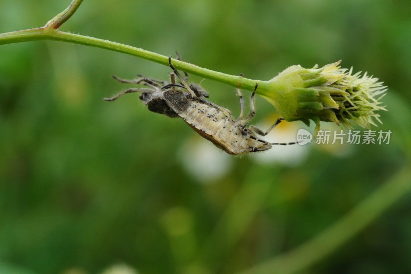 草丛中以花蜜为食的昆虫