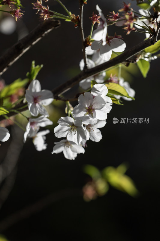 春天樱花开花花朵花瓣植物特写