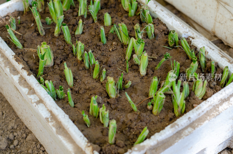 泡沫箱里种菜