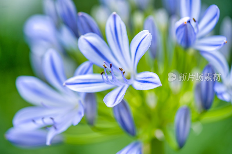 植物百子莲开花特写