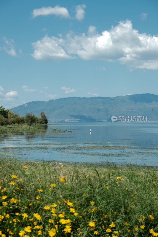 湖边枯树与湖水蓝天景象