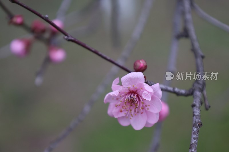 特写绽放的粉色梅花