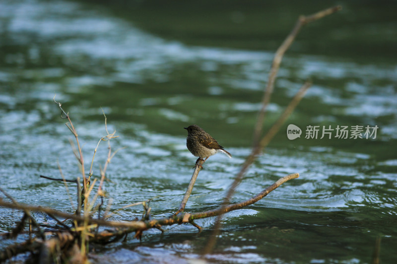 河水边的红尾水鸲