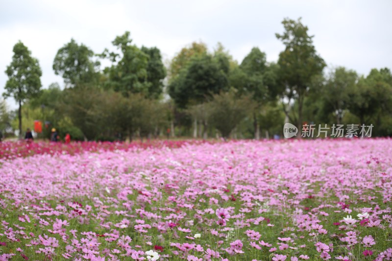 花草 微距摄影 城市风光