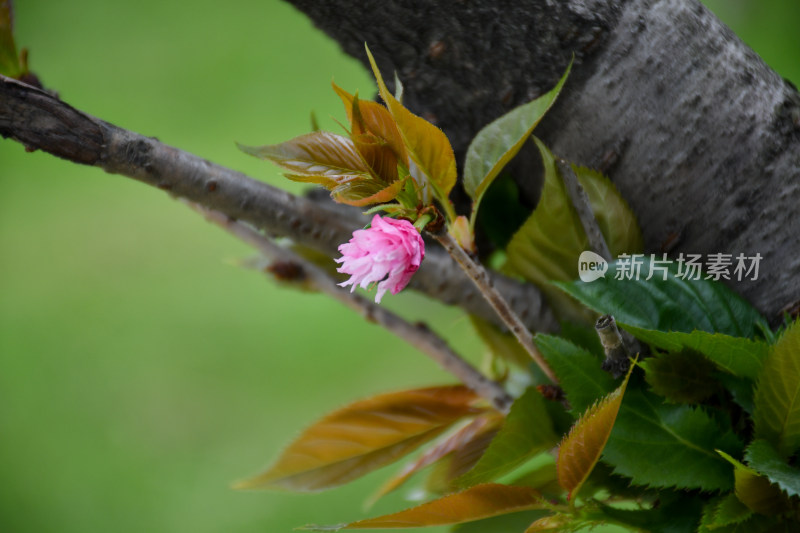 树枝上的粉色花朵与绿叶