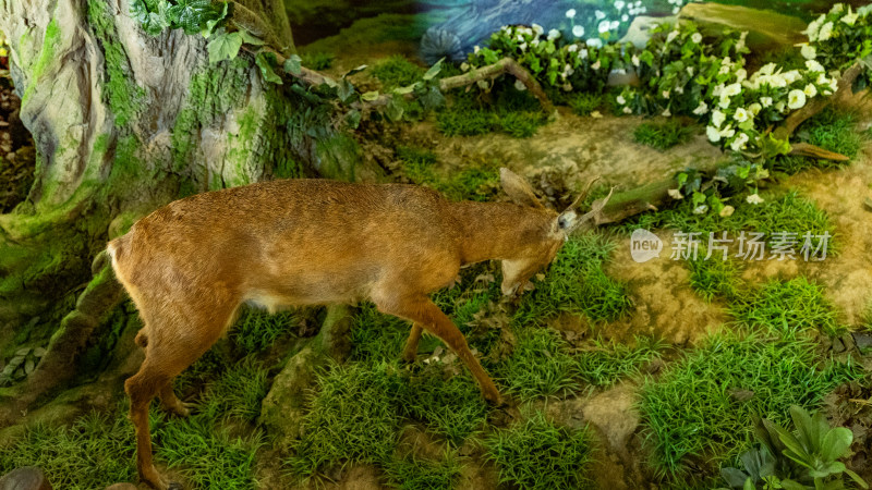 生物展馆内原始森林