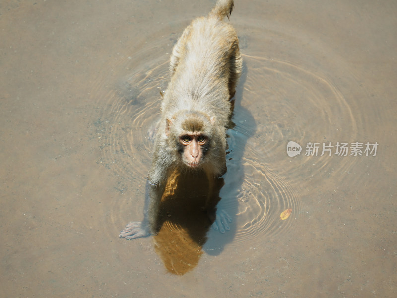 猴子戏水俯视图