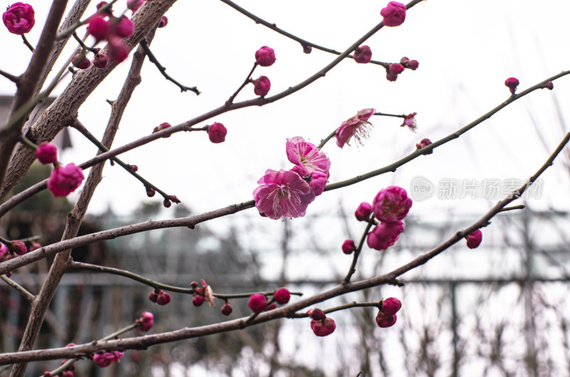 红梅花开