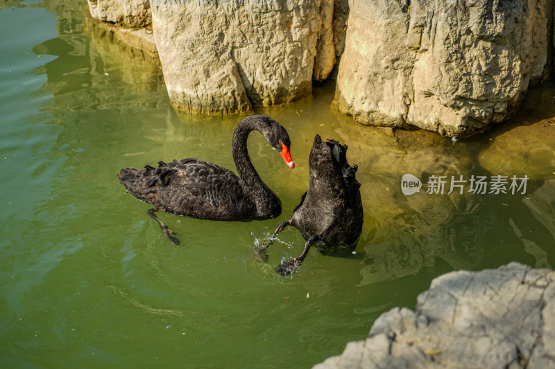黑天鹅在水中觅食捕鱼