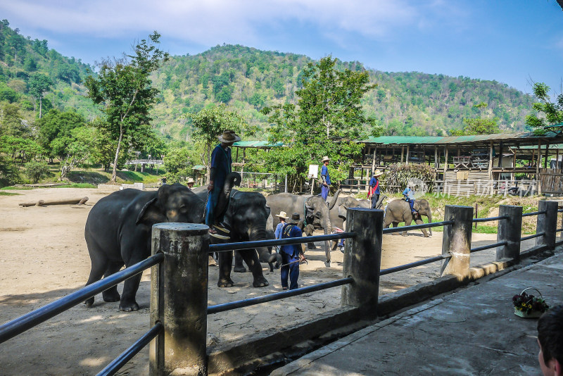 泰国清迈大象学校