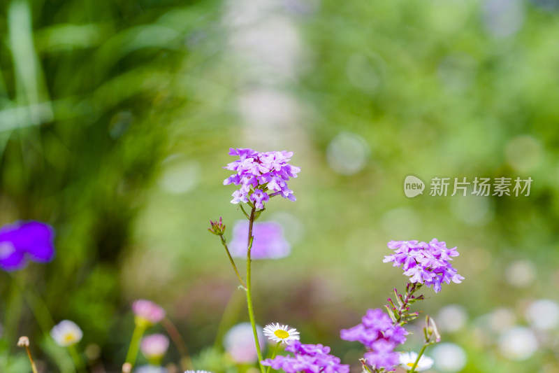 盛开的五颜六色的花朵