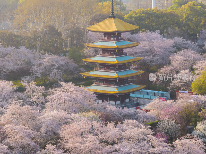 武汉东湖磨山樱花园樱花盛开