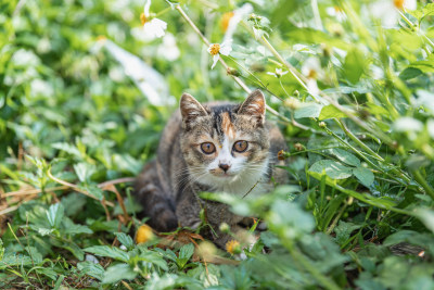 小猫咪、狸花猫、宠物猫