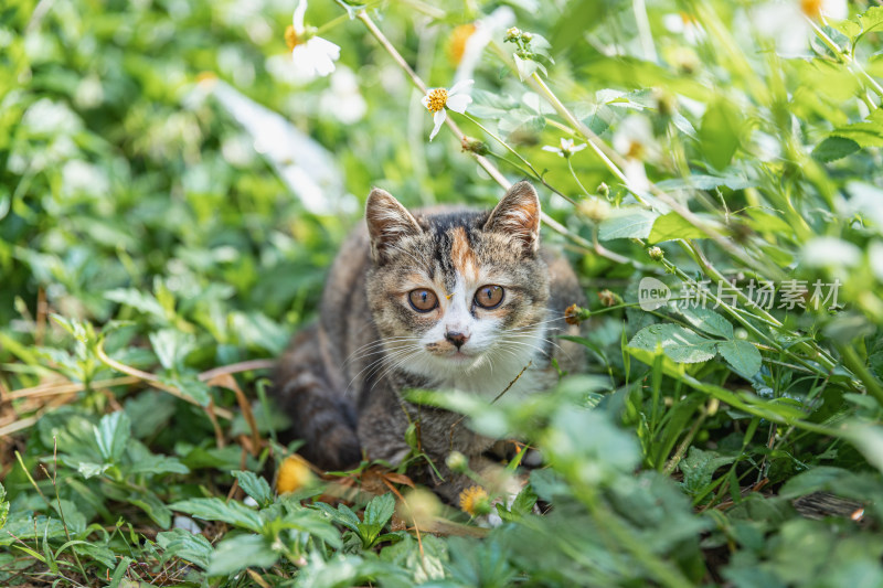 小猫咪、狸花猫、宠物猫