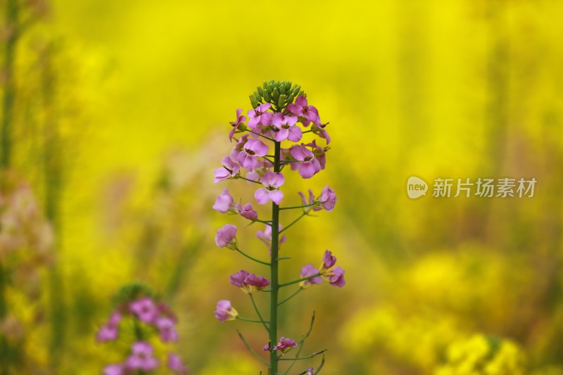 汉中皇塘的油菜花