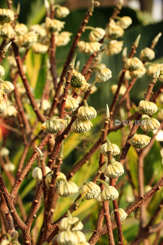 结香花花蕾实拍素材