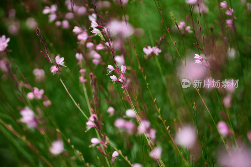 五彩斑斓的花卉