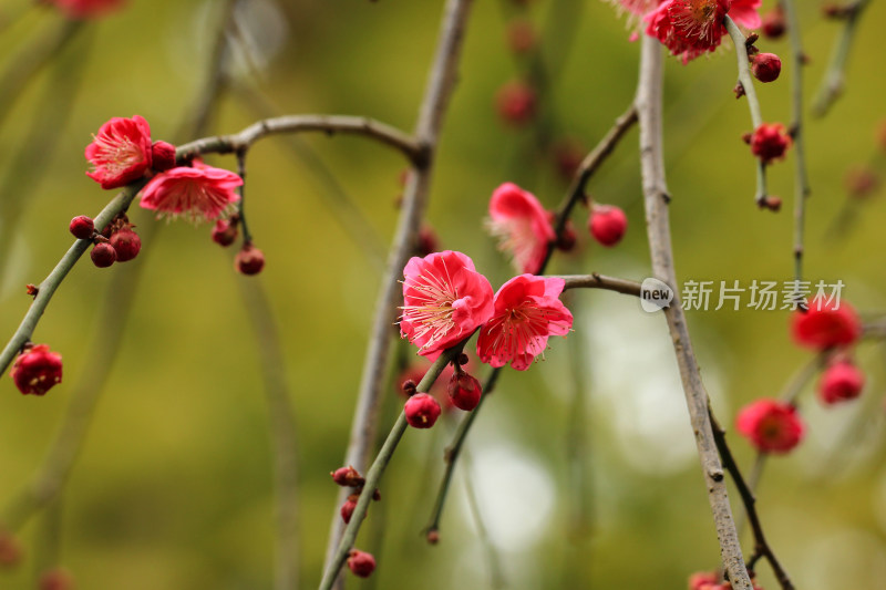 早春红梅花开