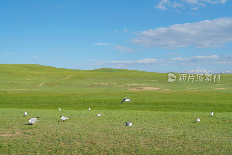 中国新疆伊犁巴音布鲁克草原的红嘴鸥