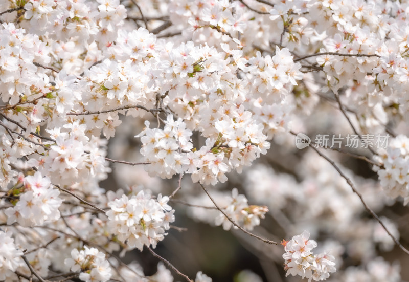 盛开的白色樱花特写