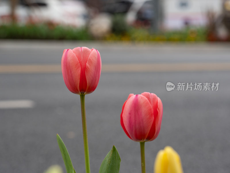 盛开的郁金香花