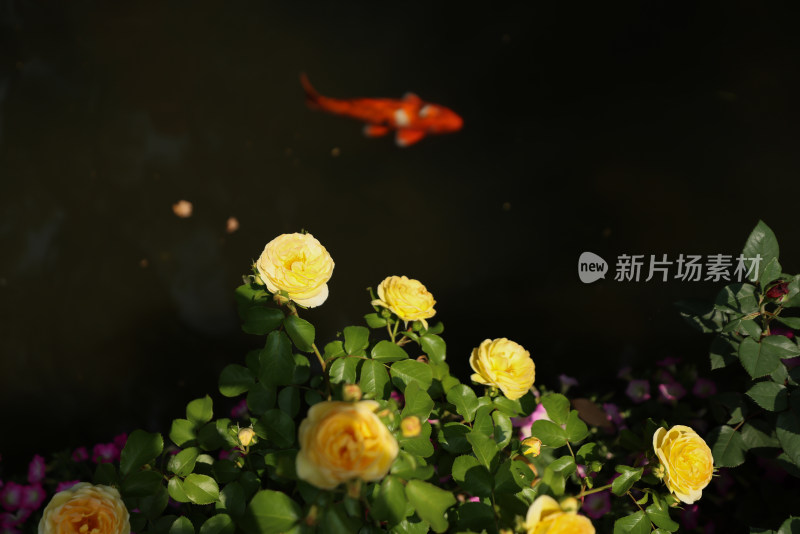 黄色月季花与池塘里的锦鲤
