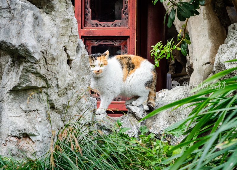 上海豫园古典园林中三花猫的可爱模样