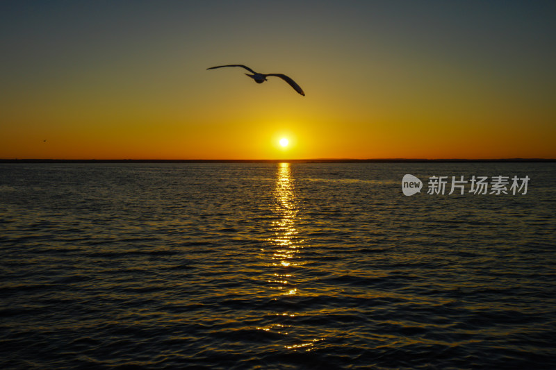 内蒙古额济纳，居延海的日出与海鸥