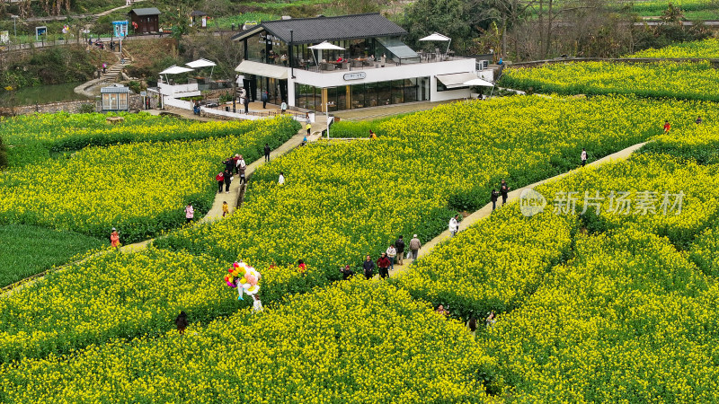 航拍油菜花盛开  美丽乡村