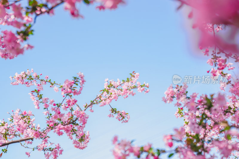 海棠花开春意正浓