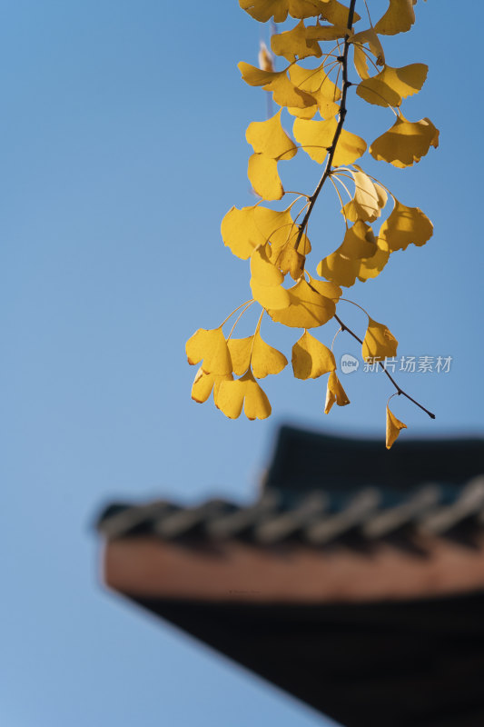 柳州灵泉寺-中式建筑屋顶与金色的银杏叶