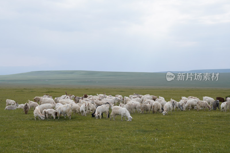草原羊群白绒山羊放牧