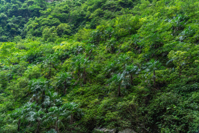 重庆武隆天坑天生三桥